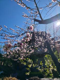 Zankhrpas A Himalayan Home - Manali - 6