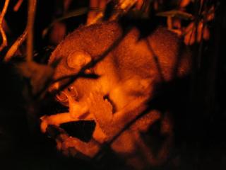 Wildlife Kingdom - Deniyaya Sinharaja - 1