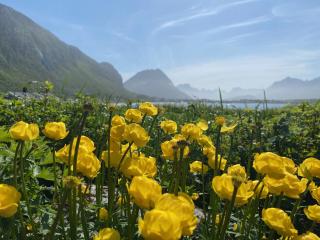 Spacious, modern cabin Ramberg Lofoten - 5