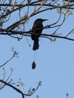 The Blue Eco Lodge - Valladolid - 2