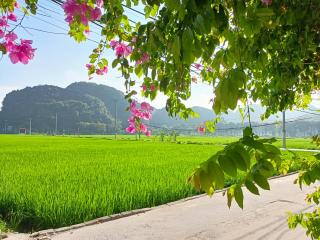 Tam Coc Sunshine Homestay - Ninh Bình - 6