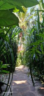 Villas Light House - Eco-Traditional Joglo - Gili Trawangan - 4