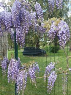 Le logis de LANGE apt Les Aigrettes - Saint-Hilaire-la-Palud - 9