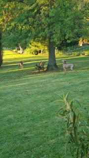 Tree Cottage Waterkloof - Vosburg - 1