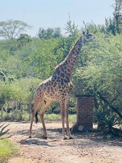 Umhlanga Kruger - Marloth Park - 1