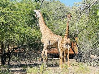 Umhlanga Kruger - Marloth Park - 2