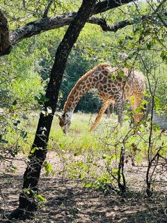 Umhlanga Kruger - Marloth Park - 3