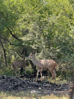Umhlanga Kruger - Marloth Park - 5