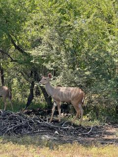 Umhlanga Kruger - Marloth Park - 6