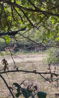 Umhlanga Kruger - Marloth Park - 7