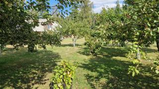 Pirmie Zaļmeži - 3