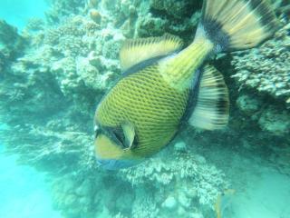 Desert & Sea Haven Marsa Alam - Marsa Alam City - 4