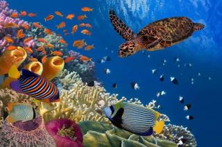 Desert & Sea Haven Marsa Alam - Marsa Alam City - 6