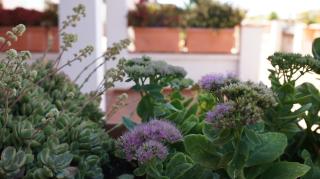 Losft Madreselva - 9