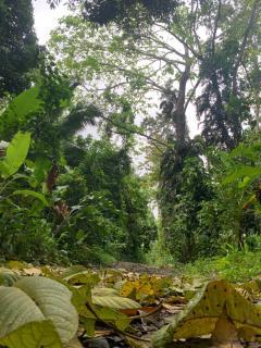 Casa Rio Verde - Cahuita - 1
