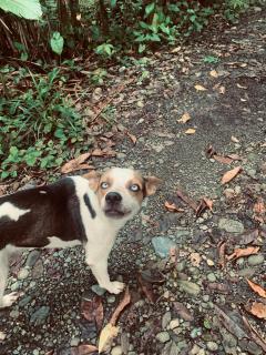 Casa Rio Verde - Cahuita - 5