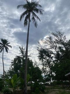 Moorea Reef Bungalows - Moorea - 9