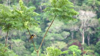 Native Heart Amazon Lodge - Shapaja - 2
