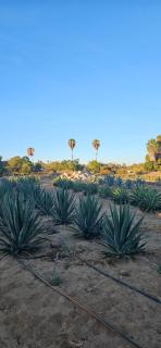 Casita Aleph, Todos Santos - Todos Santos - 9