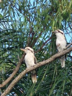 Horizons Kangaroo Sanctuary- Private Retreat for Couples - Agnes Water - 4