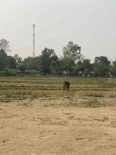 Pai Fields Good - Pai - 1