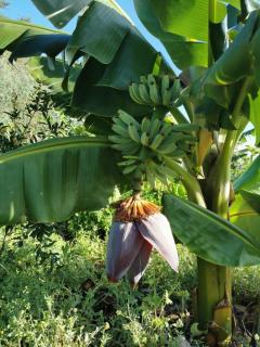Eco 2-bedroom house in the nature - Santa Maria de Guia - 1