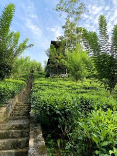 Tea Plantation Bungalow In Galle - Galle - 3