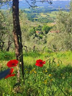 Agriturismo Cafaggio Primo - 4