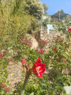 HimWanderer Camps & Cottages Pangot - Nainital - 9