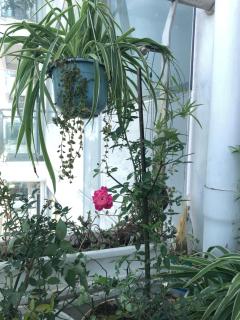 Căn hộ cao cấp Nera Garden 2pn - Huế - 2