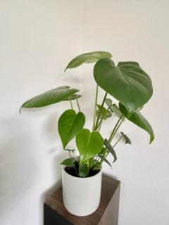 Double room in 3 bedroom house - 7