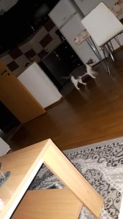 Room for Rent - Prishtinë - 8