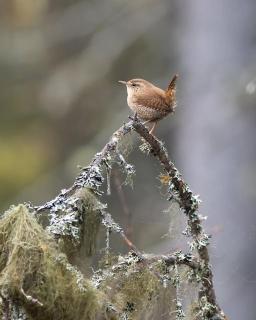 Natur-, dyre- og fugleopplevelser i Fulufjellets nasjonalparker - Ljørdal - 3