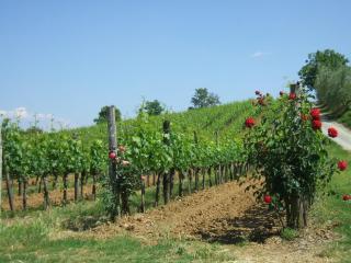 Borgo del Molinello - Sant'Albino - 4
