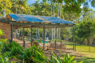 Koalas at Links Lighthouse Beach - Port Macquarie - 2