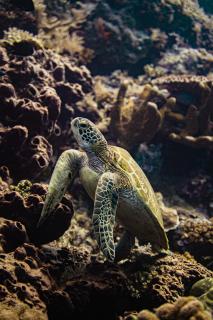 Nabucco Island Resort - Maratua Atoll - 8