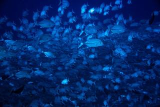 Nabucco Island Resort - Maratua Atoll - 6