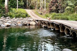 Creekside Rainforest Retreat - 5