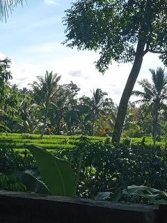 pranamastra bali - Jatiluwih - 0