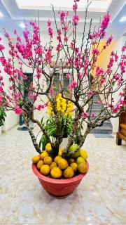 BiBo-House-89-PHT - Ấp Xuân An - 8