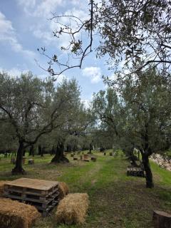 Tenuta degli Ulivi - Dimora Contadina - Montecorvino Rovella - 4