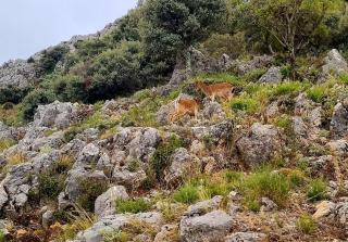 Casa Rural Grazalema - 1