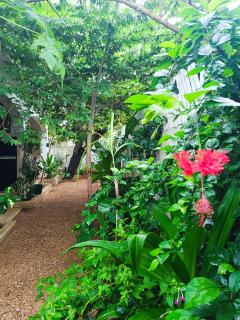Mgongo tree house - Jambiani - 5