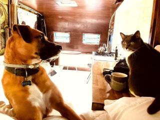 Romantic Glamping Getaway in a Pet Friendly Caravan, Ideal to Explore Hudson Valley - - 2