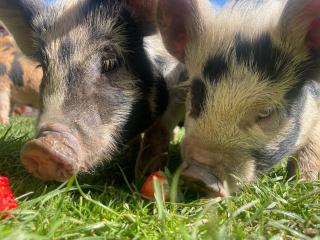 Ruby's Retreat! Farm Stay! North devon! Sleeps 6! Beaches Exmoor! - 4