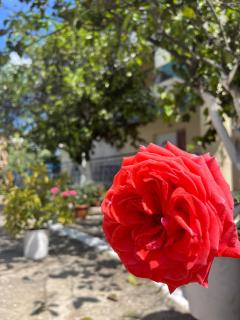Hotel Portokali - Himare - 8