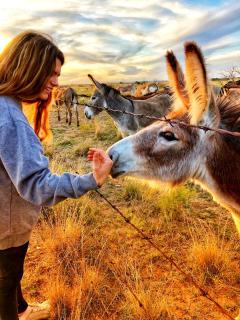 Escape to Nature: Container Cabin Stay with Adorable Donkeys in Miles, TX - - 2