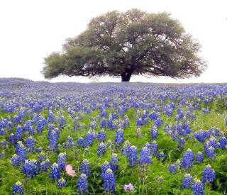 Peaceful Texas Cottage Rental near Austin - - 2