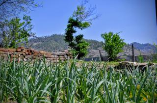 Jai maa haat Kali homestay - Almora - 2