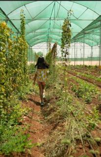 Nehamrit Farmstays with Pool, Near Malshej Ghat - Murbād - 2